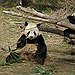 BucketList + Meet Or Have A Panda ... = ✓