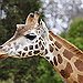 BucketList + Meet A Giraffe = ✓
