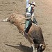BucketList + Try Bull Riding = ✓