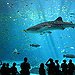 BucketList + Swim/Dive With Sharks = ✓