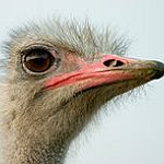 BucketList + Ride A High-Speed Ostrich With ... = ✓