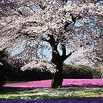 BucketList + Visit Japan For The Cherry ... = ✓