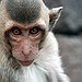 BucketList + See The Macau Monkeys In ... = ✓