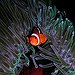 BucketList + Own Nemo/Dory Fish = ✓