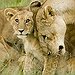 BucketList + Pet A Lion Cub / ... = ✓