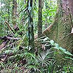 BucketList + Explore A Tropical Rainforest = ✓