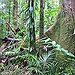 BucketList + Explore A Tropical Rainforest = ✓