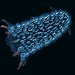 BucketList + See A Bioluminecense Event = ✓