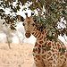BucketList + Go On A Safari In ... = ✓