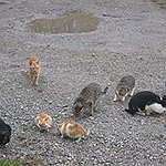 BucketList + Open A Cat Sanctuary For ... = ✓