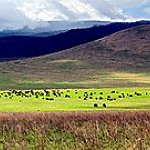 BucketList + See The Wildlife In Ngorongo ... = ✓