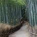 BucketList + Walk Through The Arashiyama Bamboo ... = ✓