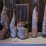BucketList + Visit The Penis Museum = ✓