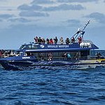 BucketList + Whale Watching In Kaikoura = ✓