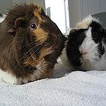 BucketList + Visit The Guinea Pig Rescue = ✓