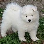 BucketList + Get A Siberian Husky, Malamute ... = ✓