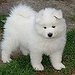 BucketList + Get A Siberian Husky, Malamute ... = ✓