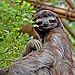 BucketList + Interact With Sloths In Costa ... = ✓
