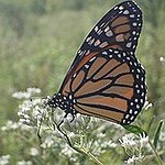 BucketList + See The Monarch Butterfly Migration = ✓