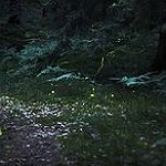BucketList + Catch Fireflies In A Jar = ✓