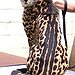 BucketList + Hold A Wild Cheetah Cub. = ✓
