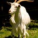 BucketList + Adopt A Goat = ✓
