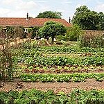 BucketList + Have A Vegetable Garden = ✓