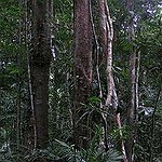 BucketList + See The Rain Forest. = ✓