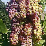 BucketList + Go Grape Stomping = ✓