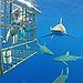 BucketList + Shark Cage Diving In Cape ... = ✓