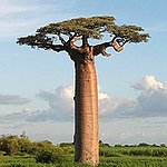 BucketList + See The Baobab Trees In ... = ✓