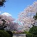 BucketList + Visit The Cherry Blossom Tree ... = ✓