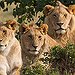BucketList + Go On An African Safari = ✓