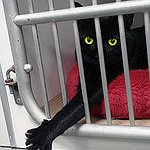 BucketList + Adopt A Pet = ✓