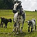 BucketList + Have 2 Goats As Pets = ✓