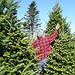 BucketList + Cut Down My Own Christmas ... = ✓