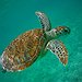 BucketList + Swim With Sea Turtles = ✓
