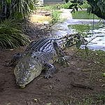 BucketList + Feed A Crocodile = ✓