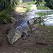 BucketList + Feed A Crocodile = ✓