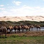 BucketList + Ride Horses In Mongolia = ✓