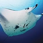 BucketList + Dive With Manta Rays = ✓