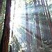 BucketList + Californian Red Wood Forest = ✓