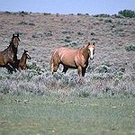 BucketList + Go Horse-Back Riding On The ... = ✓
