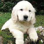 BucketList + Get A Puppy = ✓