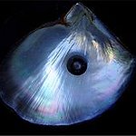 BucketList + Find A Real Pearl = ✓