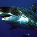 BucketList + Great White Shark Diving = ✓
