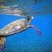BucketList + See A Sea Turtle In ... = ✓