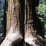 BucketList + See The Giant Sequoias = ✓