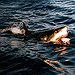 BucketList + Swim With Sharks = ✓