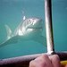 BucketList + Swim With Sharks = ✓